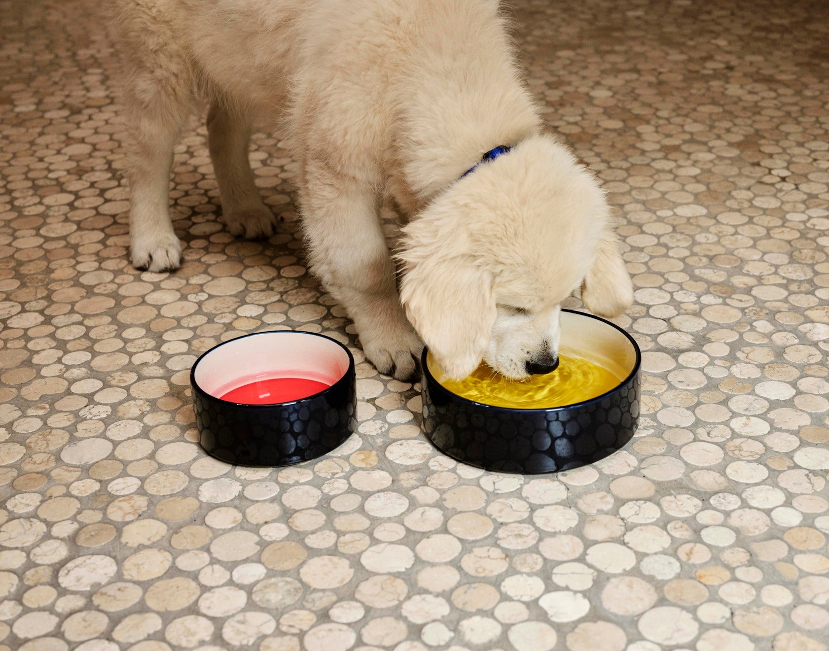 Dogs Bowl S, Red/Blue